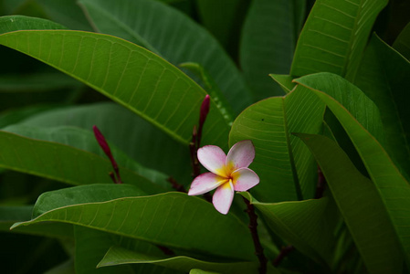 花园里五颜六色的花朵。鸡蛋花开花。花园里美丽的花朵在夏天盛开。园景园正式花园。公园。美丽的花园