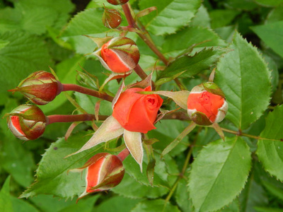 花园和花园里的花草