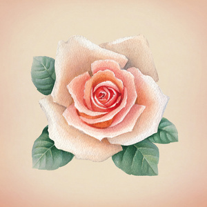玫瑰花卉的插图
