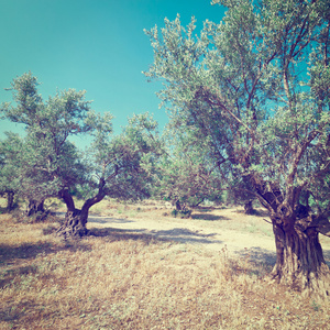 在以色列的橄榄园