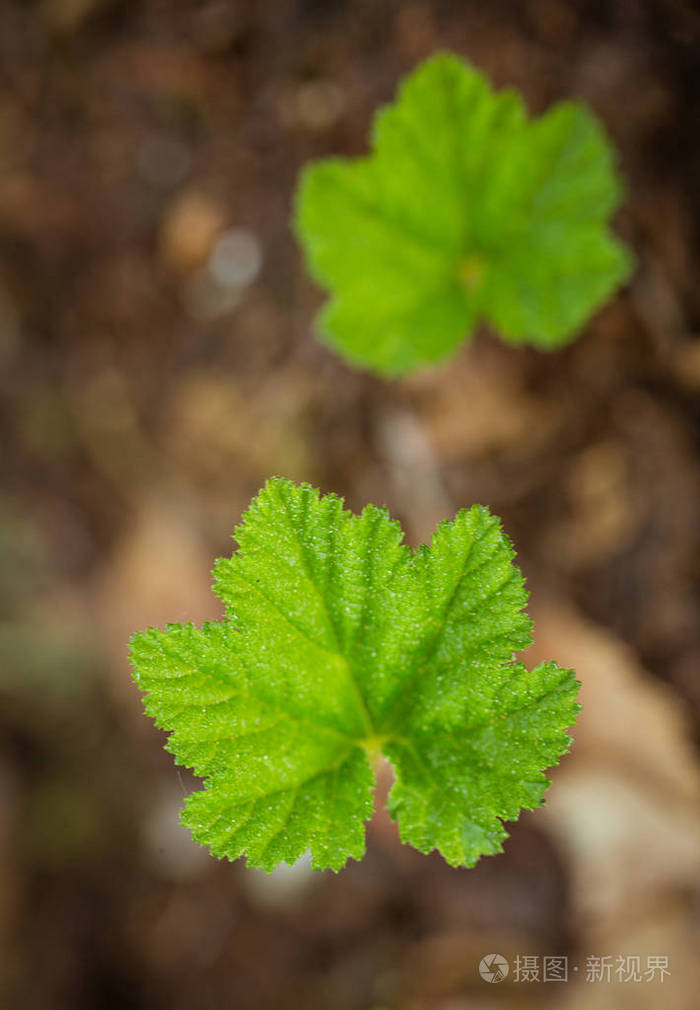 一个美丽的cloudberry花和叶子在一个自然栖息地沼泽