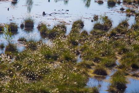 Cottongrass 生长在天然沼泽栖息地。weltalnds 在拉脱维亚北欧的草地上丛生