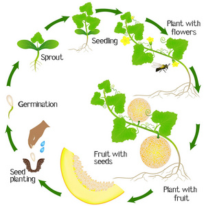 白色背景下的黄瓜植物生长周期照片