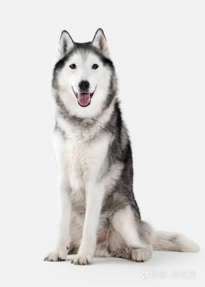 西伯利亚雪橇犬在白色背景上