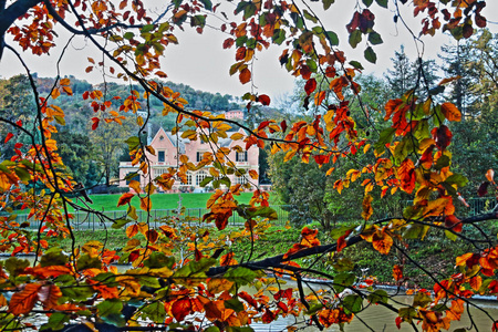 秋天山毛榉叶子装饰美丽的自然公园背景
