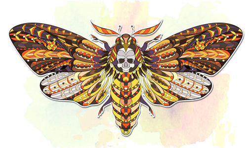 蛾保护图案的彩色蛾照片