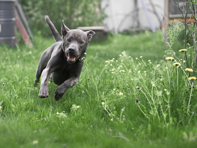 在森林里的灰色夏季泰国脊背犬狗