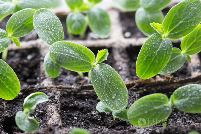 绿色黄瓜幼苗在托盘上