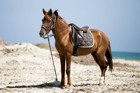 在突尼斯杰尔巴岛美丽的海滩上被隔离的褐色马
