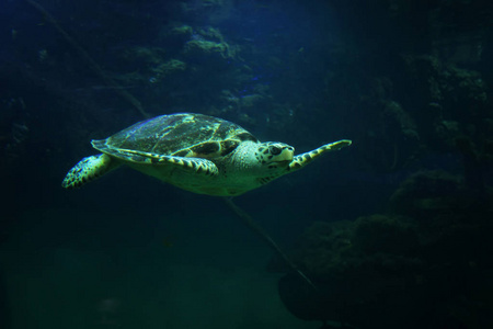 在水族馆水族馆里游泳的美丽海龟特写
