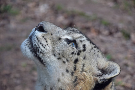 关闭了雪豹的侧面肖像照片
