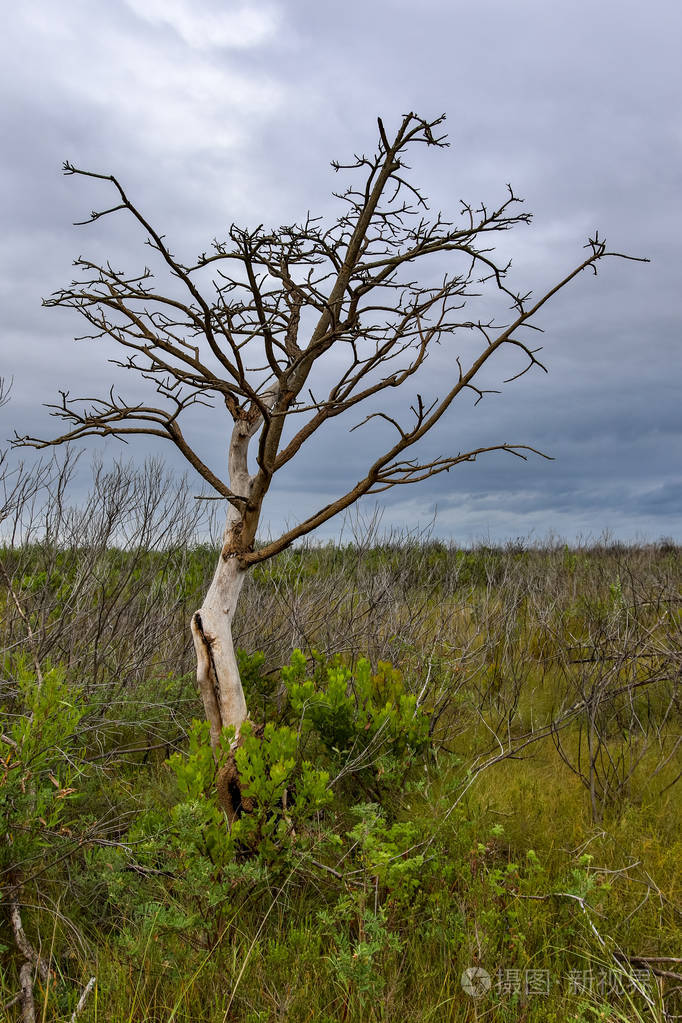 田野里长着许多树枝的树