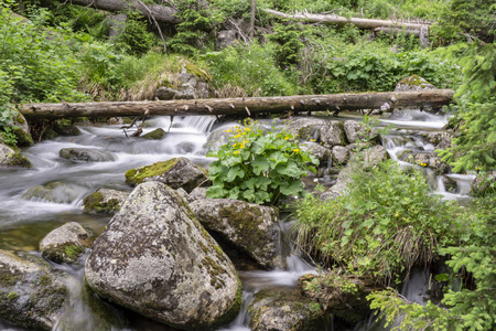 斯洛伐克的自然美景。Tatras 的山溪