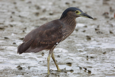 南京棉布夜鹭或红褐色夜鹭 Nycticorax caledonicus 在马来西亚婆罗洲