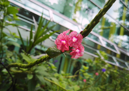 小绿虫, 臭臭虫 Nezara viridula, 蝽 与可爱的小粉红色的花朵附着在一个长茎和水晶窗口背景