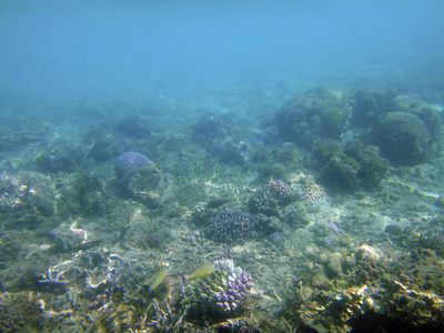 海洋生物卢甘维尔, 埃斯皮里图, 瓦努阿图