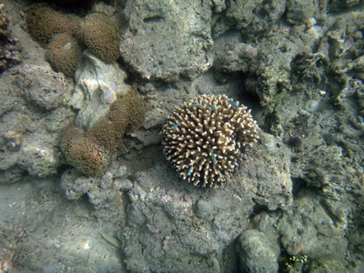 海洋生物卢甘维尔, 埃斯皮里图, 瓦努阿图