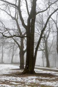 雾雪冬季公园