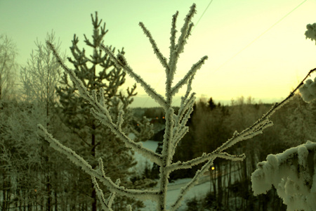 在寒冷的冬天里，雪树