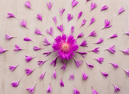 花矢车菊的花瓣紫色摆在米色背景