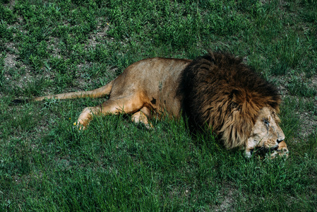 在大草原的美丽狮子
