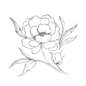 花.牡丹.黑白墨迹草图照片