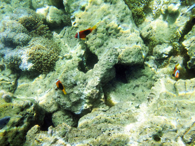 海洋生物卢甘维尔, 埃斯皮里图, 瓦努阿图