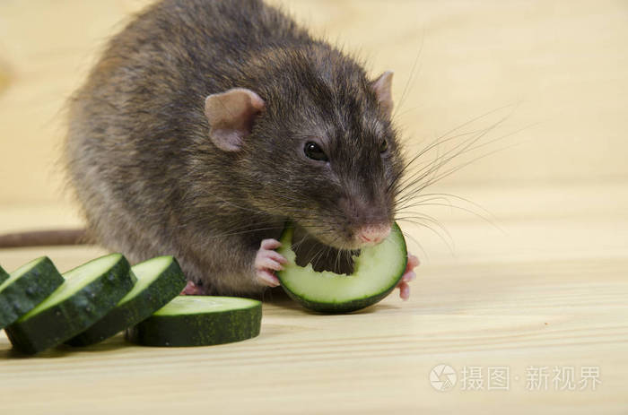 老鼠吃黄瓜