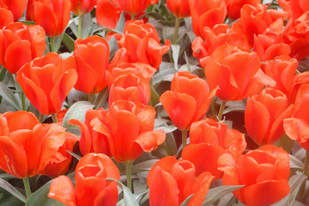 库肯霍夫花园荷兰五颜六色的郁金香