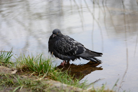 在湖边的湿的鸽