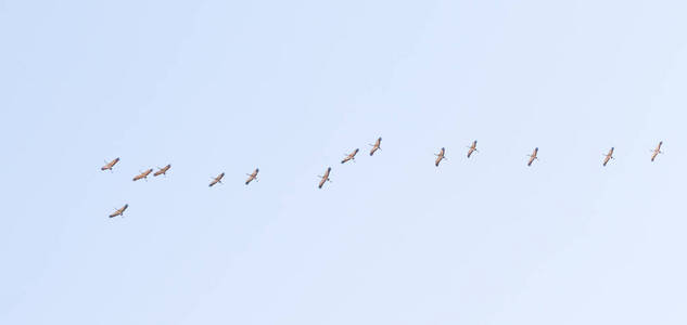 天空中高高的一大群鹤