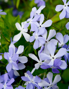 小蓝花开