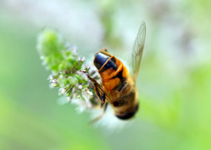 蜜蜂从花中收集花蜜