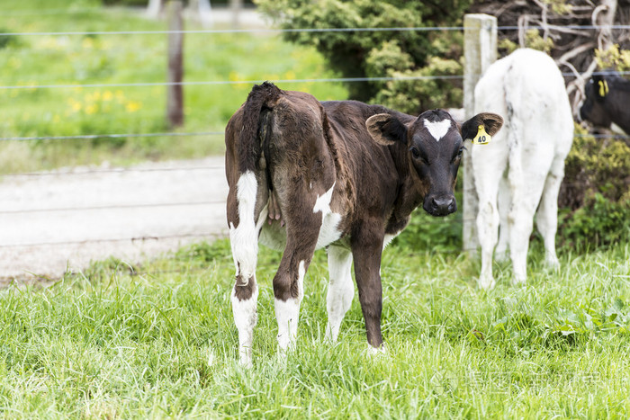 在新西兰的草地上牛