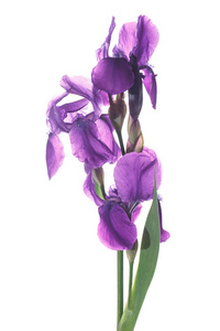 美丽的暗紫色鸢尾花