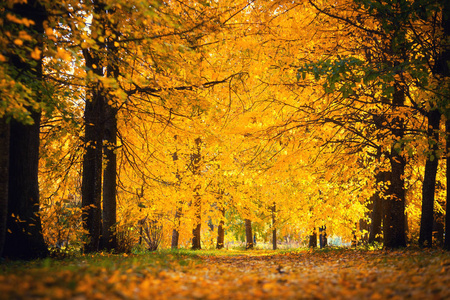 秋天自然。秋天的风景。森林覆盖着黄色的叶子。阳光明媚的秋天公园。生动的背景