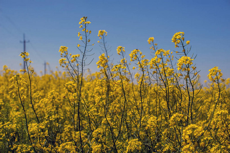 开花油菜籽或菜籽油在春季的田间, 其种子用于绿色能源和石油工业, 乌克兰是增长的领导者