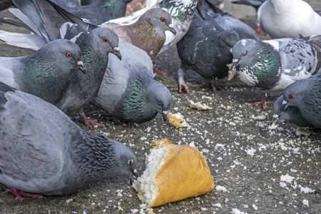 公园里的鸽子吃面包屑