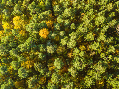 立陶宛壮观多彩的秋季森林空中无人机鸟瞰图