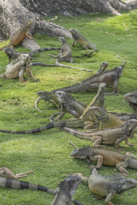 鬣蜥公园瓜亚基尔赤道