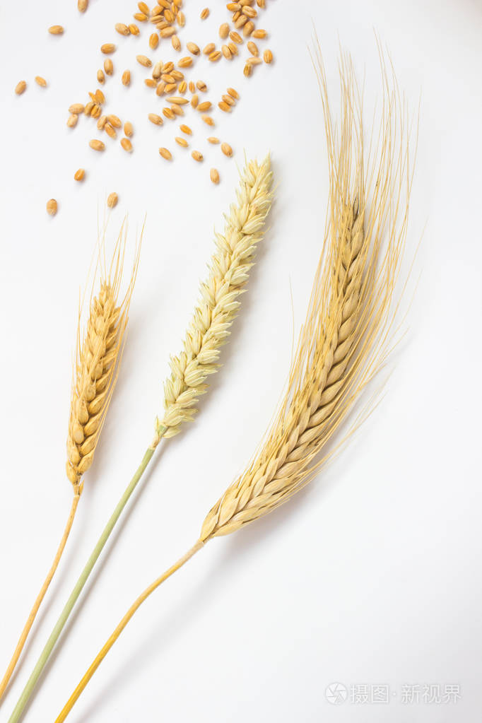 白色背景下三种不同品种的小麦小穗