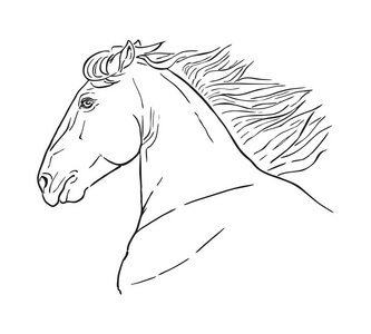 线条画一匹马的头靠在白色的背景.运行马头照片