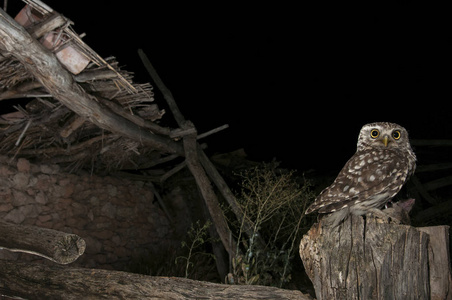 雅典娜 noctua 猫头鹰, 栖息在老被毁的房子棍子, 小猫头鹰照片