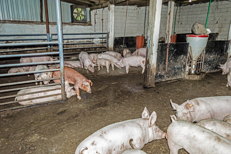 几头猪在农场里的猪舍照片