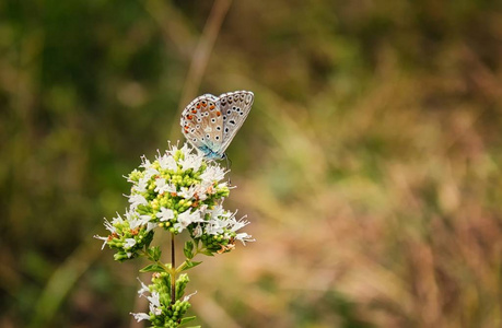 蓝色蝴蝶 Polyommatus, 橙色和黑色斑点栖息在一朵白色花瓣上