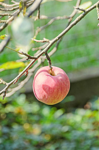 红色，黄色苹果果实在树中，苹果树枝