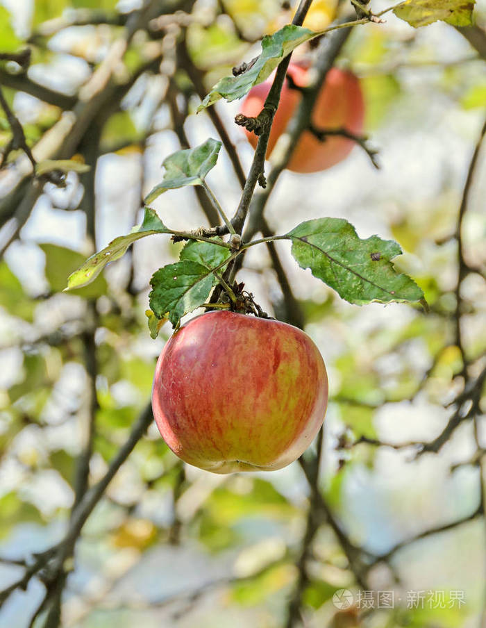 红色,黄色苹果果实在树中,苹果树枝