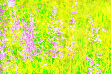 模糊的图像的草。夏天五颜六色的抽象背景
