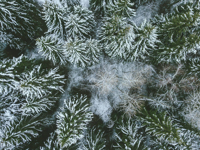 立陶宛的雪森林无人机鸟瞰图。冬季主题