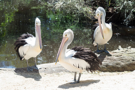 澳大利亚鹈鹕, Pelecanus conspicillatus, 是一个大水鸟的家庭 Pelecanidae, 广泛的内陆和沿